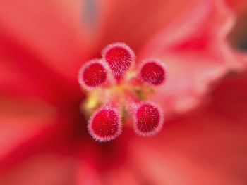 Close-up of red flower