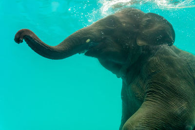 Horse swimming in sea