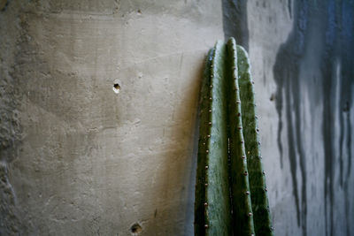 Close-up of cactus growing outdoors