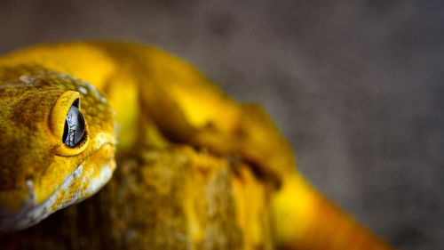 Close-up of gecko