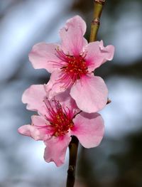 Close-up of pink cherry blossom