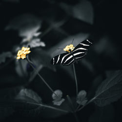 Close-up of butterfly pollinating on flower