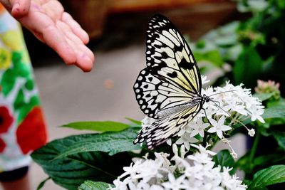 Cropped hand gesturing over butterfly on flower