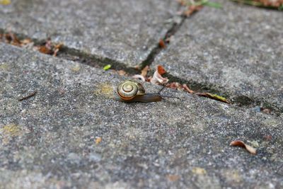 High angle view of snail