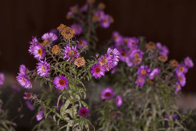 Close-up of purple flowering plants