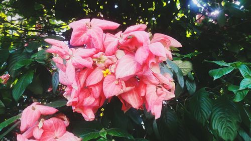 Close-up of pink flowers blooming outdoors