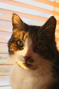 Close-up portrait of cat