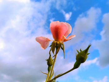 Low angle view of flowering plant against sky