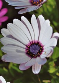 Close-up of white daisy