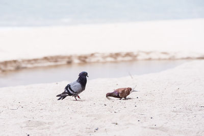 Pigeons perching on sand at beach during sunny day