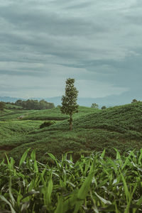 Scenic view of agricultural field against sky