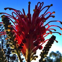 Low angle view of flowers blooming against sky