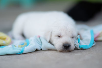 Close-up of puppy sleeping