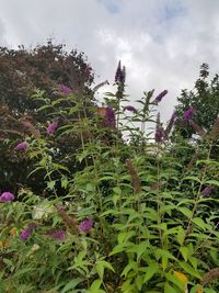 Close-up of plants against sky