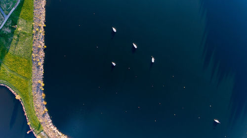High angle view of ducks swimming in sea