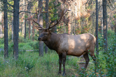 Horse in forest