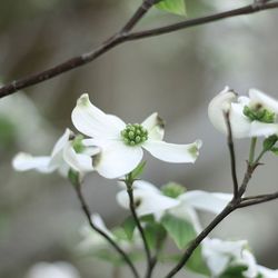 Close-up of white flowers