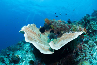 Fish swimming in sea