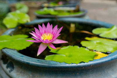 Close-up of lotus water lily in pond