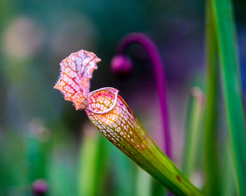 Close-up of pink flower