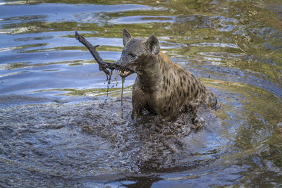 High angle view of hyena swimming in lake