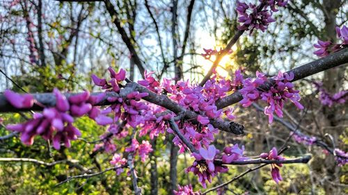 Low angle view of pink flowers blooming on tree