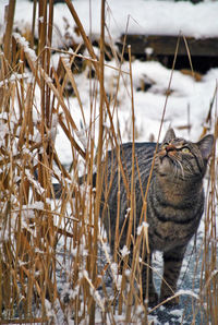 Close-up of tiger in water