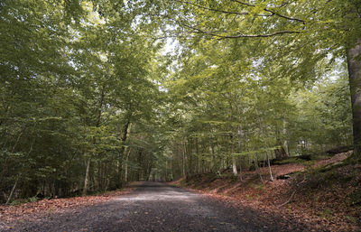 Road amidst trees in forest