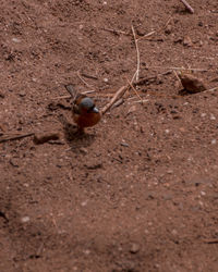 Close-up of insect on sand