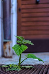 Close-up of potted plant on wooden table