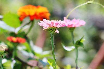 Close-up of butterfly pollinating on flower