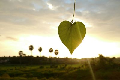 Close-up of fresh green leaf on field against sky