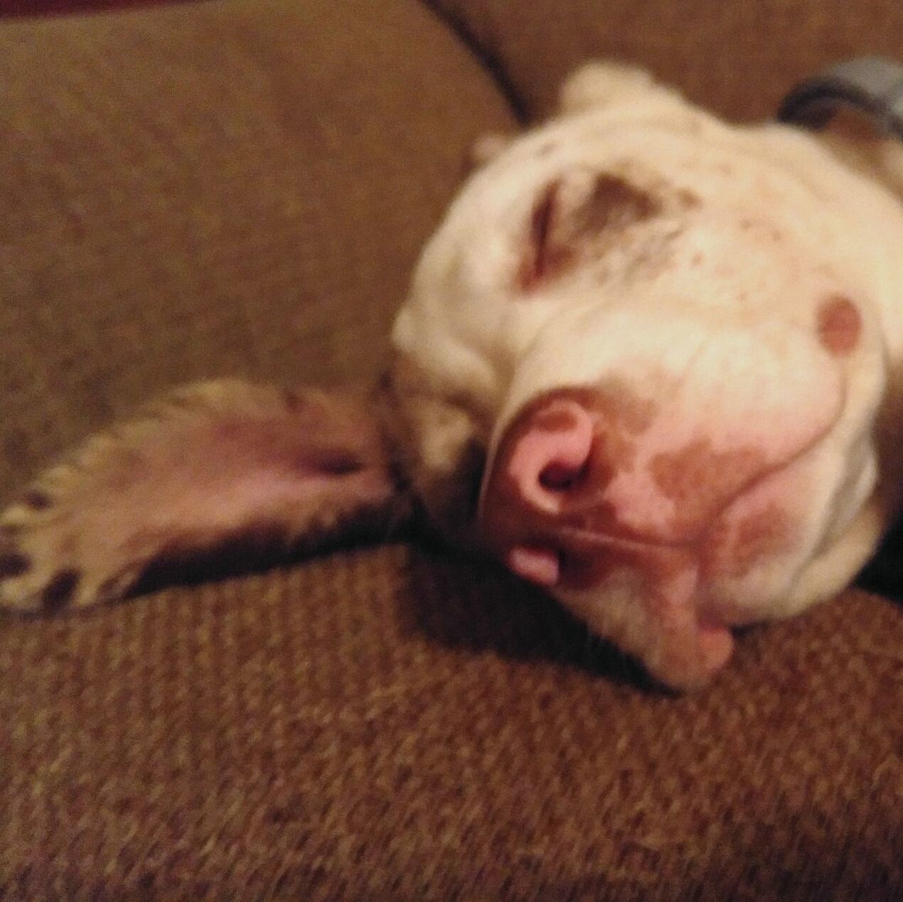 CLOSE-UP OF DOG SLEEPING