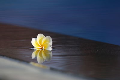 Close-up of yellow rose on wood