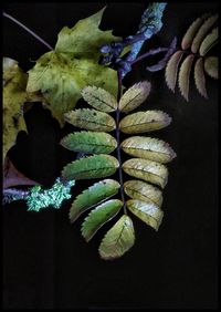 Close-up of fresh green leaves on plant at night