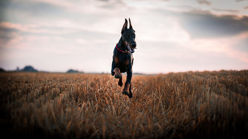 Dog running on field