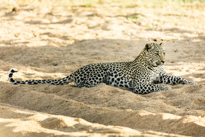 View of cat relaxing on land