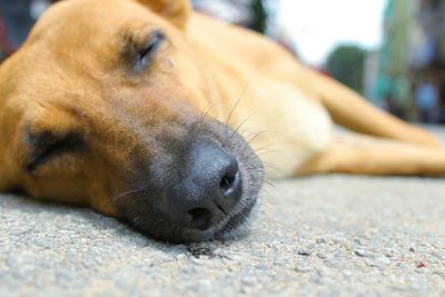 Close-up of dog