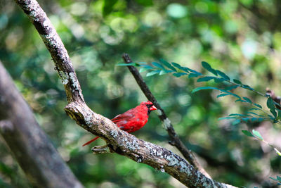Bird perching on branch
