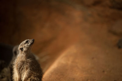 High angle view of meerkats on field