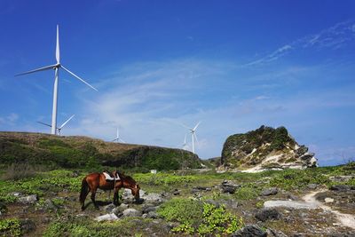 Horse grazing on field against blue sky