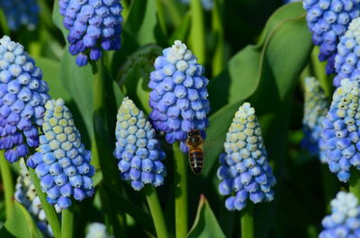 Close-up of blue flowering plants