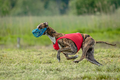 Whippet dog in red shirt running and chasing lure in the field on coursing competition