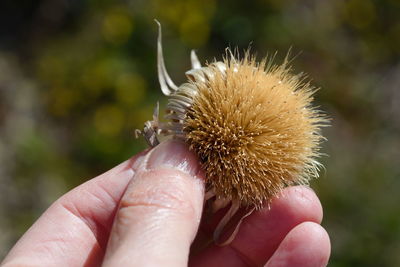 Close-up of hand holding dandelion