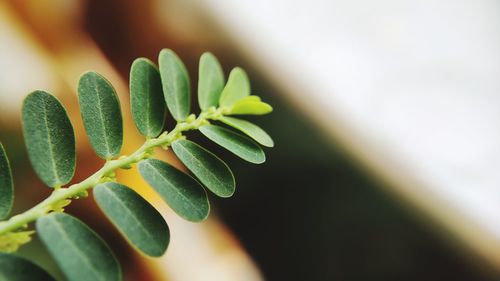 Close-up of plant