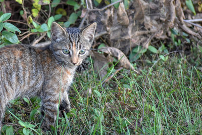 Portrait of cat on field