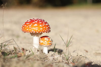 Close-up of fly agaric mushroom on field