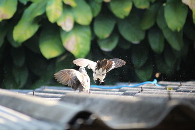 Close-up of birds flying