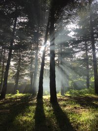 Tree in jungle with sun shine