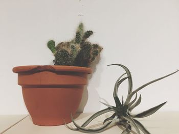 Close-up of plant on table against white background